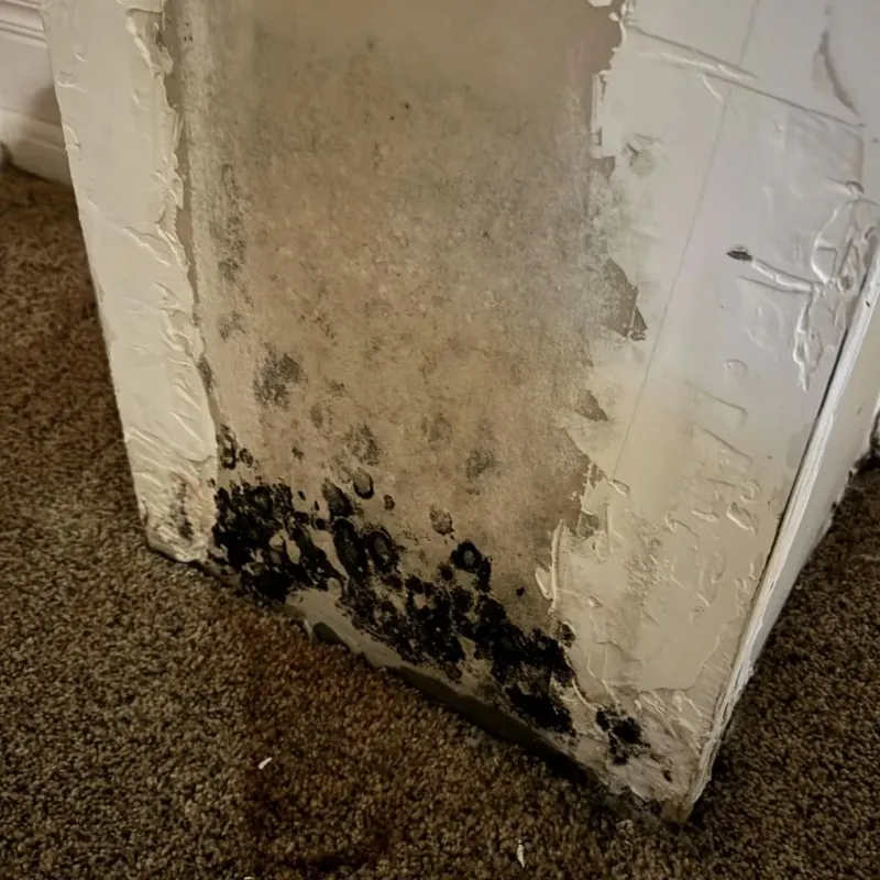 Professional Mold Removal in Oxford, MI